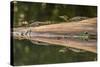 Costa Rica, Arenal. Baby Caimans Reflected in Water-Jaynes Gallery-Stretched Canvas