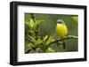 Costa Rica, Arenal. Close-Up of Social Flycatcher-Jaynes Gallery-Framed Photographic Print