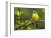 Costa Rica, Arenal. Close-Up of Social Flycatcher-Jaynes Gallery-Framed Photographic Print