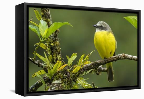 Costa Rica, Arenal. Close-Up of Social Flycatcher-Jaynes Gallery-Framed Stretched Canvas