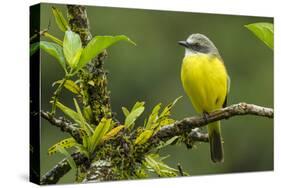 Costa Rica, Arenal. Close-Up of Social Flycatcher-Jaynes Gallery-Stretched Canvas