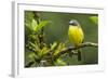 Costa Rica, Arenal. Close-Up of Social Flycatcher-Jaynes Gallery-Framed Photographic Print