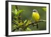 Costa Rica, Arenal. Close-Up of Social Flycatcher-Jaynes Gallery-Framed Photographic Print