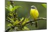 Costa Rica, Arenal. Close-Up of Social Flycatcher-Jaynes Gallery-Mounted Photographic Print