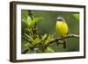 Costa Rica, Arenal. Close-Up of Social Flycatcher-Jaynes Gallery-Framed Photographic Print