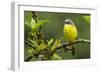 Costa Rica, Arenal. Close-Up of Social Flycatcher-Jaynes Gallery-Framed Photographic Print