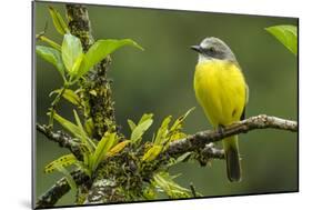 Costa Rica, Arenal. Close-Up of Social Flycatcher-Jaynes Gallery-Mounted Photographic Print