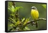 Costa Rica, Arenal. Close-Up of Social Flycatcher-Jaynes Gallery-Framed Stretched Canvas