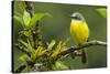 Costa Rica, Arenal. Close-Up of Social Flycatcher-Jaynes Gallery-Stretched Canvas