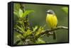 Costa Rica, Arenal. Close-Up of Social Flycatcher-Jaynes Gallery-Framed Stretched Canvas