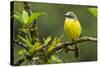 Costa Rica, Arenal. Close-Up of Social Flycatcher-Jaynes Gallery-Stretched Canvas