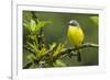 Costa Rica, Arenal. Close-Up of Social Flycatcher-Jaynes Gallery-Framed Photographic Print