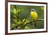 Costa Rica, Arenal. Close-Up of Social Flycatcher-Jaynes Gallery-Framed Photographic Print