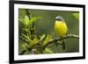 Costa Rica, Arenal. Close-Up of Social Flycatcher-Jaynes Gallery-Framed Photographic Print