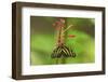 Costa Rica, Arenal. Zebra Butterfly-Jaynes Gallery-Framed Photographic Print