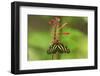 Costa Rica, Arenal. Zebra Butterfly-Jaynes Gallery-Framed Photographic Print