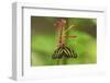 Costa Rica, Arenal. Zebra Butterfly-Jaynes Gallery-Framed Photographic Print