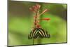 Costa Rica, Arenal. Zebra Butterfly-Jaynes Gallery-Mounted Photographic Print