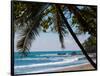 Costa Rica Beach with Tropical Palm Tree Photo Poster Print-null-Framed Poster