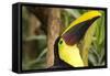 Costa Rica. Black-Mandible Toucan-Jaynes Gallery-Framed Stretched Canvas