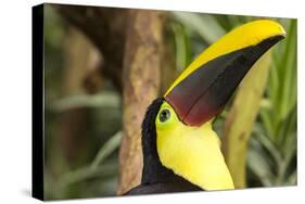 Costa Rica. Black-Mandible Toucan-Jaynes Gallery-Stretched Canvas