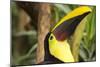 Costa Rica. Black-Mandible Toucan-Jaynes Gallery-Mounted Photographic Print