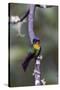 Costa Rica, Central America. Fiery-throated Hummingbird.-Karen Ann Sullivan-Stretched Canvas