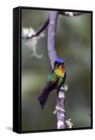 Costa Rica, Central America. Fiery-throated Hummingbird.-Karen Ann Sullivan-Framed Stretched Canvas