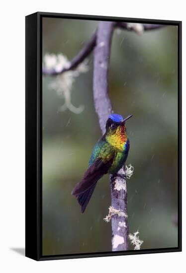 Costa Rica, Central America. Fiery-throated Hummingbird.-Karen Ann Sullivan-Framed Stretched Canvas