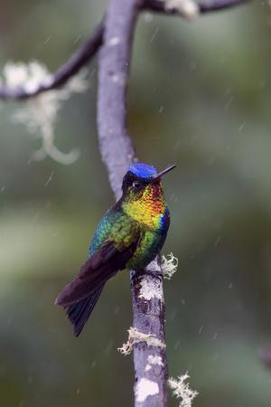 https://imgc.allpostersimages.com/img/posters/costa-rica-central-america-fiery-throated-hummingbird_u-L-Q1DHVX10.jpg?artPerspective=n