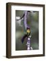 Costa Rica, Central America. Fiery-throated Hummingbird.-Karen Ann Sullivan-Framed Photographic Print