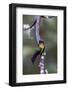 Costa Rica, Central America. Fiery-throated Hummingbird.-Karen Ann Sullivan-Framed Photographic Print