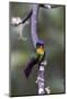 Costa Rica, Central America. Fiery-throated Hummingbird.-Karen Ann Sullivan-Mounted Photographic Print