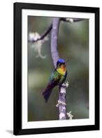 Costa Rica, Central America. Fiery-throated Hummingbird.-Karen Ann Sullivan-Framed Photographic Print