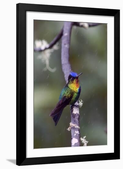 Costa Rica, Central America. Fiery-throated Hummingbird.-Karen Ann Sullivan-Framed Photographic Print