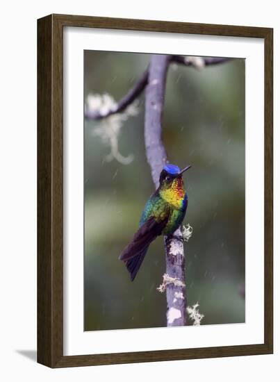 Costa Rica, Central America. Fiery-throated Hummingbird.-Karen Ann Sullivan-Framed Photographic Print