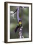 Costa Rica, Central America. Fiery-throated Hummingbird.-Karen Ann Sullivan-Framed Photographic Print