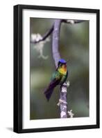 Costa Rica, Central America. Fiery-throated Hummingbird.-Karen Ann Sullivan-Framed Photographic Print