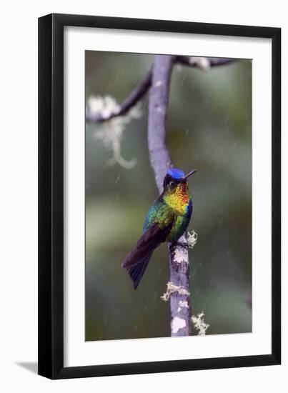 Costa Rica, Central America. Fiery-throated Hummingbird.-Karen Ann Sullivan-Framed Photographic Print