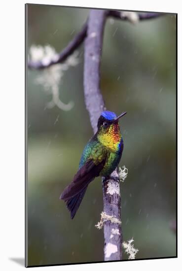 Costa Rica, Central America. Fiery-throated Hummingbird.-Karen Ann Sullivan-Mounted Photographic Print