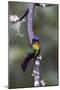 Costa Rica, Central America. Fiery-throated Hummingbird.-Karen Ann Sullivan-Mounted Photographic Print