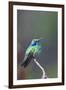 Costa Rica, Central America. Green Violet-ear Hummingbird.-Karen Ann Sullivan-Framed Photographic Print