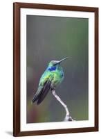 Costa Rica, Central America. Green Violet-ear Hummingbird.-Karen Ann Sullivan-Framed Photographic Print