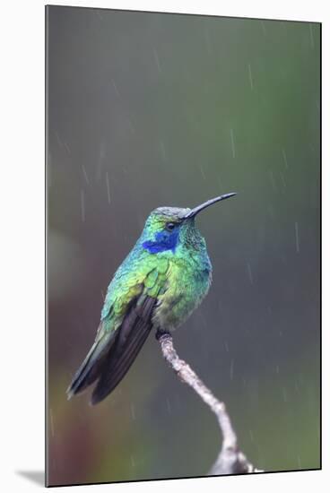 Costa Rica, Central America. Green Violet-ear Hummingbird.-Karen Ann Sullivan-Mounted Photographic Print