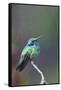 Costa Rica, Central America. Green Violet-ear Hummingbird.-Karen Ann Sullivan-Framed Stretched Canvas