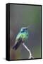 Costa Rica, Central America. Green Violet-ear Hummingbird.-Karen Ann Sullivan-Framed Stretched Canvas