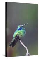 Costa Rica, Central America. Green Violet-ear Hummingbird.-Karen Ann Sullivan-Stretched Canvas