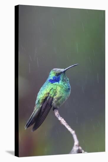 Costa Rica, Central America. Green Violet-ear Hummingbird.-Karen Ann Sullivan-Stretched Canvas