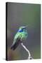 Costa Rica, Central America. Green Violet-ear Hummingbird.-Karen Ann Sullivan-Stretched Canvas