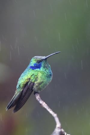 https://imgc.allpostersimages.com/img/posters/costa-rica-central-america-green-violet-ear-hummingbird_u-L-Q1DHWVD0.jpg?artPerspective=n
